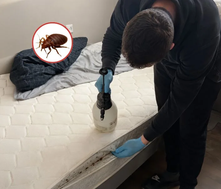 Technicien traitant un matelas contre les punaises de lit à Ballainvilliers